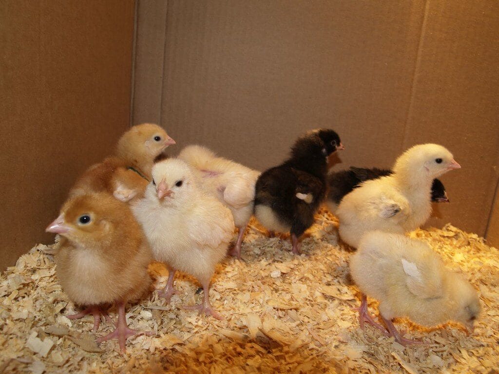 A group of day-old chicks in a box
